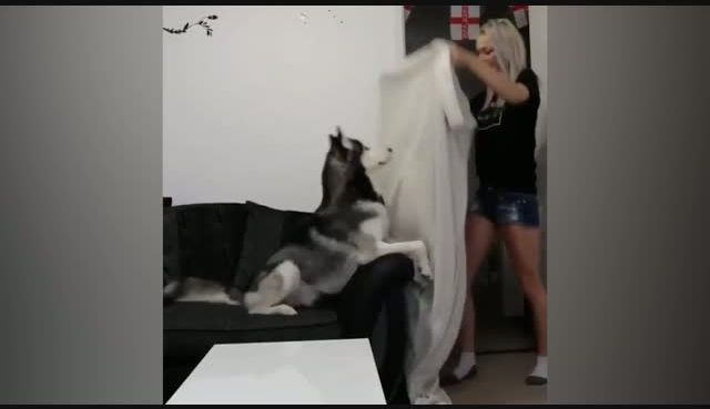 go to Husky Prank