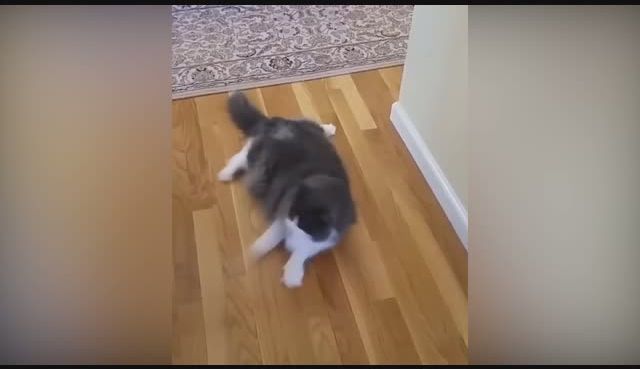 go to Scratching Cat