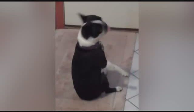 go to Scratching Dog