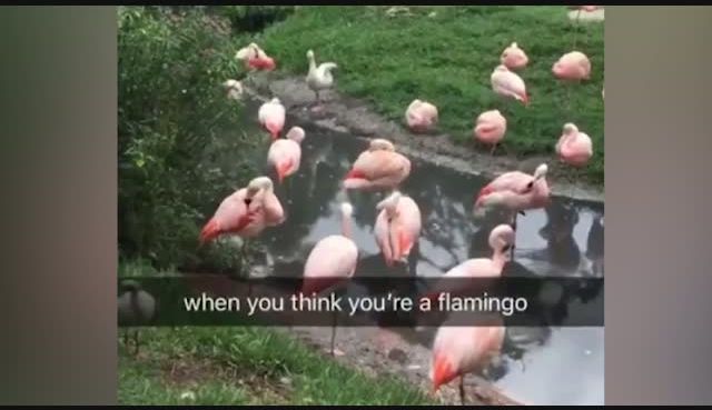 go to Flamingo