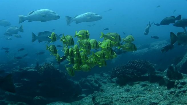go to Nationalpark Cabo Pulmo: Gefährdete Schönheit im Ozean
