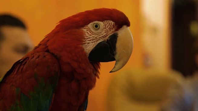 go to Papagei mit Visionen: Roter Vogel empfiehlt die besten Reisen