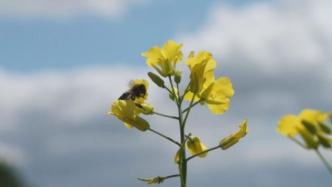 go to Jubiläum: Moderne Pflanzen dank Gregor Mendel