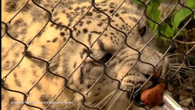 go to Fütterung mit Hintergedanken: Leopardendame beim Gynäkologen
